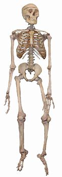 Skeleton in Your Closet